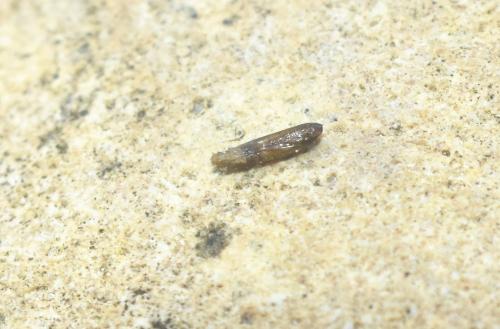 Réf. 329 741 : Phyllocnistis saligna